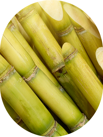 Sugarcane | Hemi15